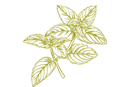 1Оліямарокканської м'яти.png