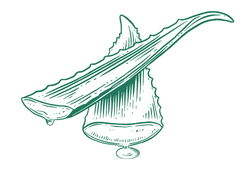 aloe1gr.png