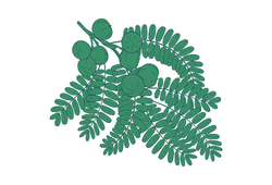 amlagr.png amlagr.png