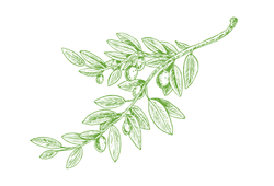 olivemilo1.png olivemilo1.png