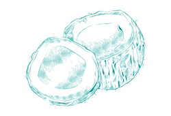 coconicon.png coconicon.png