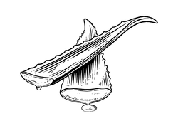 aloecara.png aloecara.png