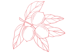 macadamia.png macadamia.png