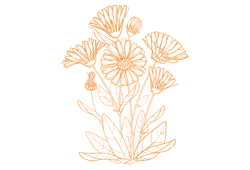 1Квіткикалендули.png 1Квіткикалендули.png