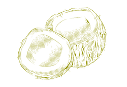 Cocoyel.png Cocoyel.png