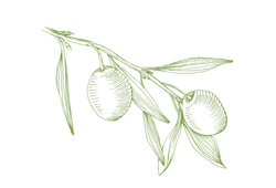 olive6.png