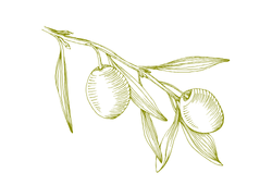 olive5.png