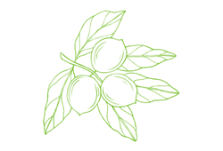 macadamiagr.png macadamiagr.png