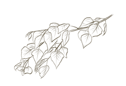 digot.png