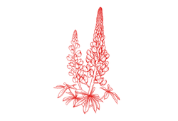 протеїн насіння люпину.png