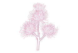 ек2стракт реп'яха.png ек2стракт реп'яха.png