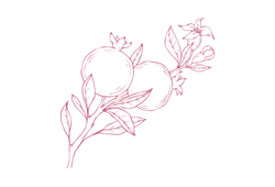 Екстракт гранату.png Екстракт гранату.png