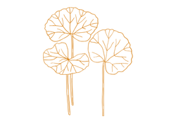 cicaspf.png
