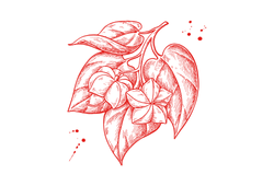 олія насіння інка інчі.png