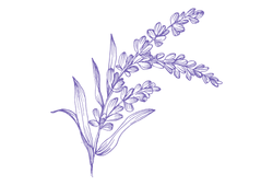 lavander.png