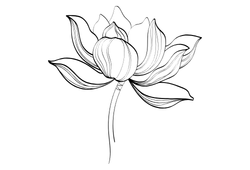 lotus.png lotus.png
