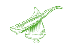 aloebiggrnew.png aloebiggrnew.png