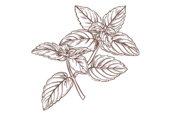 menta1.png