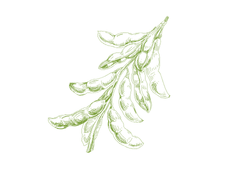 soya13.png