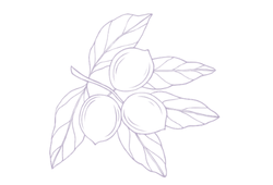macadamia1.png