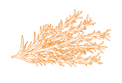 1Розмариноваолія.png 1Розмариноваолія.png