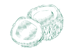 cocos1gr.png