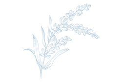 lavandab.png lavandab.png