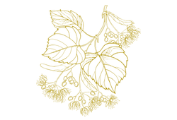 lipa.png