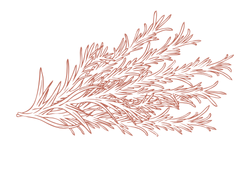 rozmarbr.png rozmarbr.png