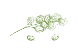 Рицинова олія.png Рицинова олія.png