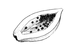 papaincara.png