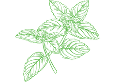 mintgreen.png mintgreen.png