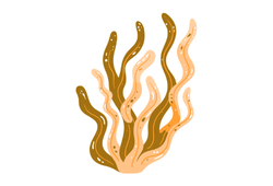 vodorostiyel.png