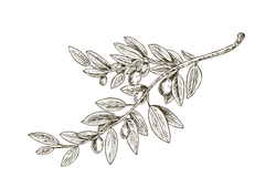 olivedegoy.png