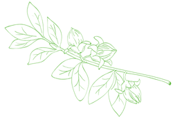 Екстракт юдзу (2).png