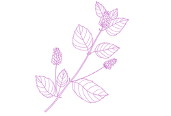 iconbakuciolpink.png iconbakuciolpink.png