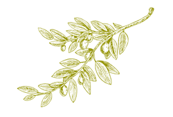 oliveyel.png oliveyel.png