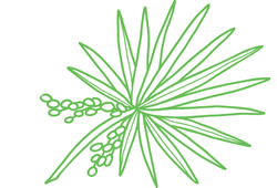 palmabig.png palmabig.png