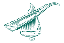 aloebigпкк.png aloebigпкк.png