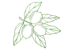 Олія макадамії.png